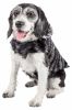 Pet Life  Luxe 'Chauffurry' Beautiful Designer Zebra Patterned Mink Fur Dog Coat Jacket