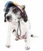 Pet Life  'Colorfur' Floral Uv Protectant Adjustable Fashion Dog Hat Cap