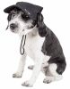 Pet Life  'Cap-Tivating' Uv Protectant Adjustable Fashion Dog Hat Cap